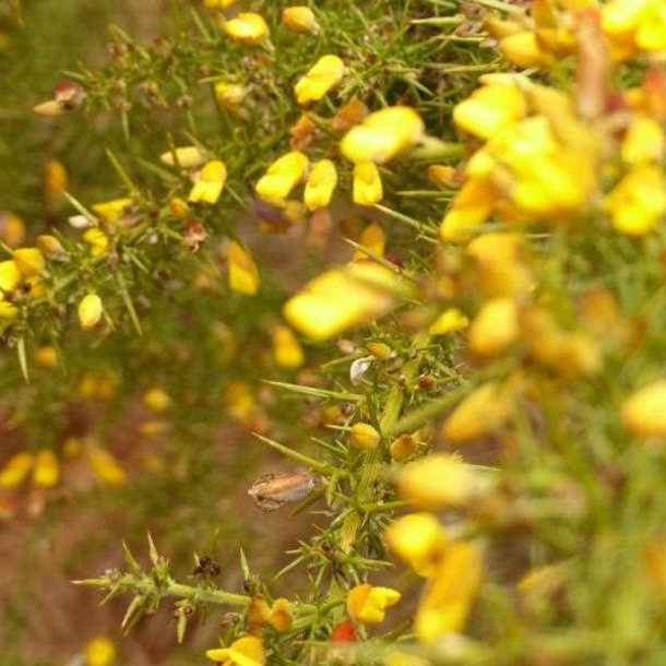 Plantes utiles au quotidien